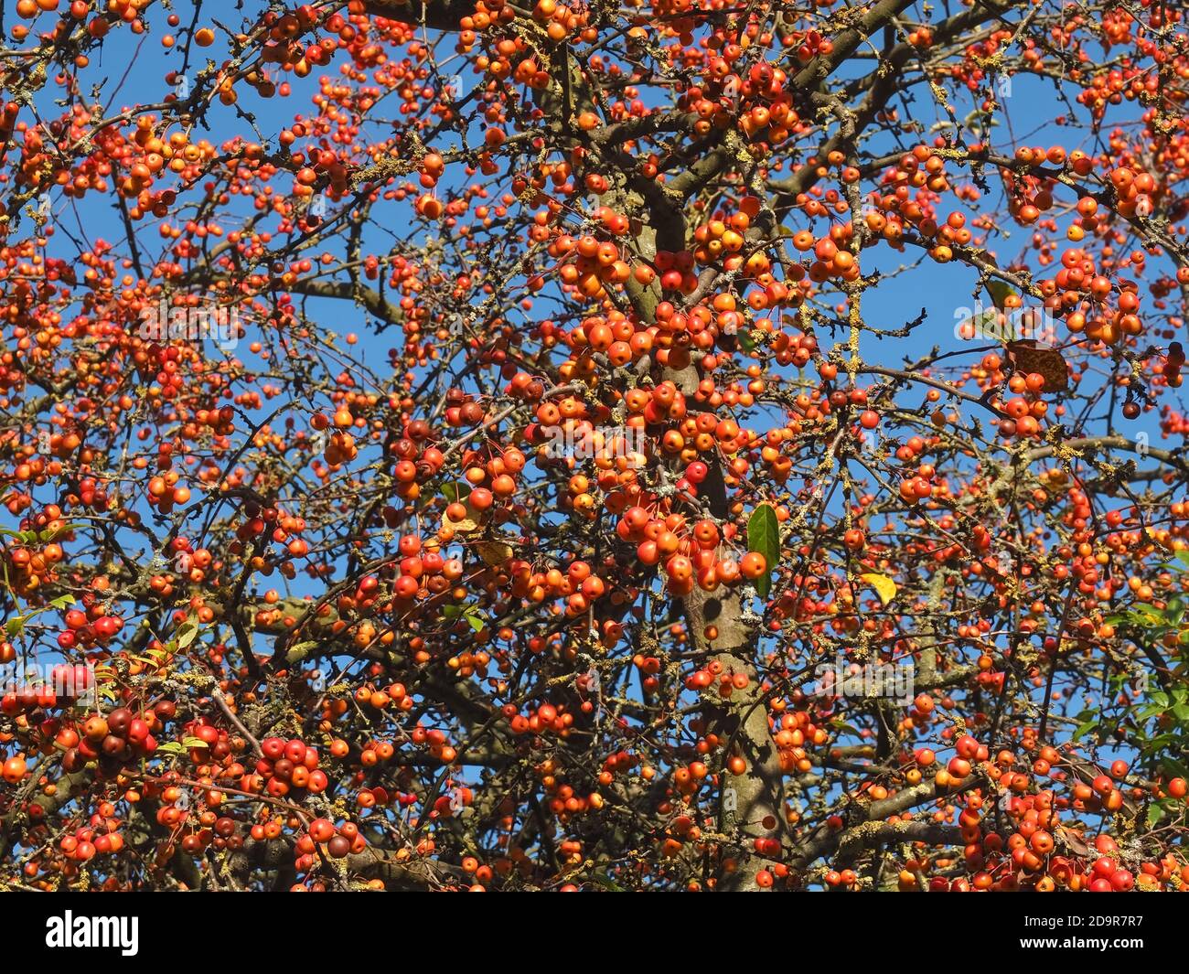 Ornamental apples hanging on an apple tree edible Stock Photo Alamy