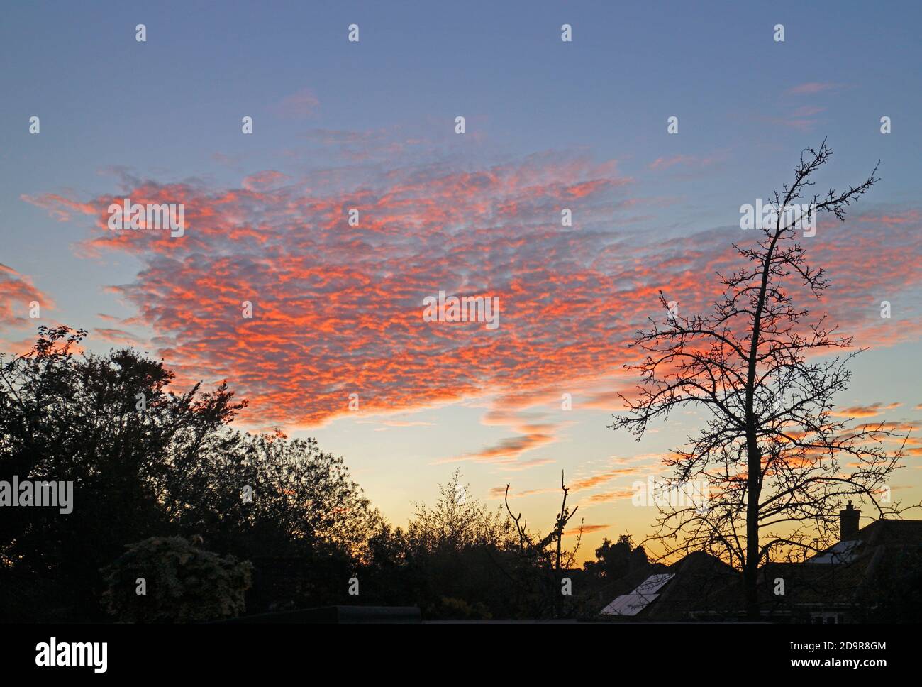 A view of a group of altocumulus clouds at sunset with the sun reflecting red off the underside over Hellesdon, Norfolk, England, United Kingdom. Stock Photo