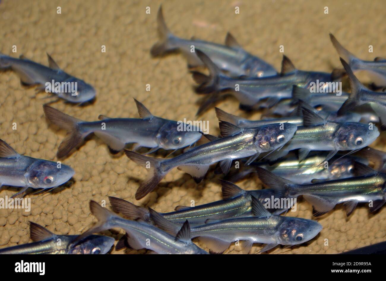 The giant pangasius, paroon shark, pangasid-catfish or Chao Phraya giant catfish (Pangasius sanitwongsei) Stock Photo