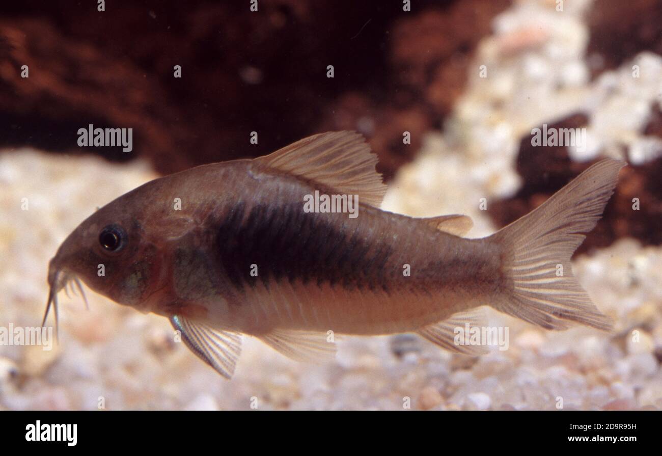 Bronze catfish, Corydoras aeneus Stock Photo Alamy