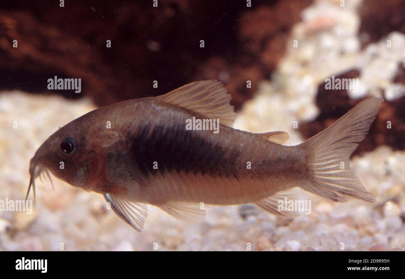 Bronze catfish, Corydoras aeneus Stock Photo