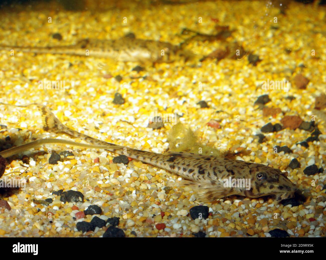 Armored catfish, Rineloricaria microlepidogaster Stock Photo