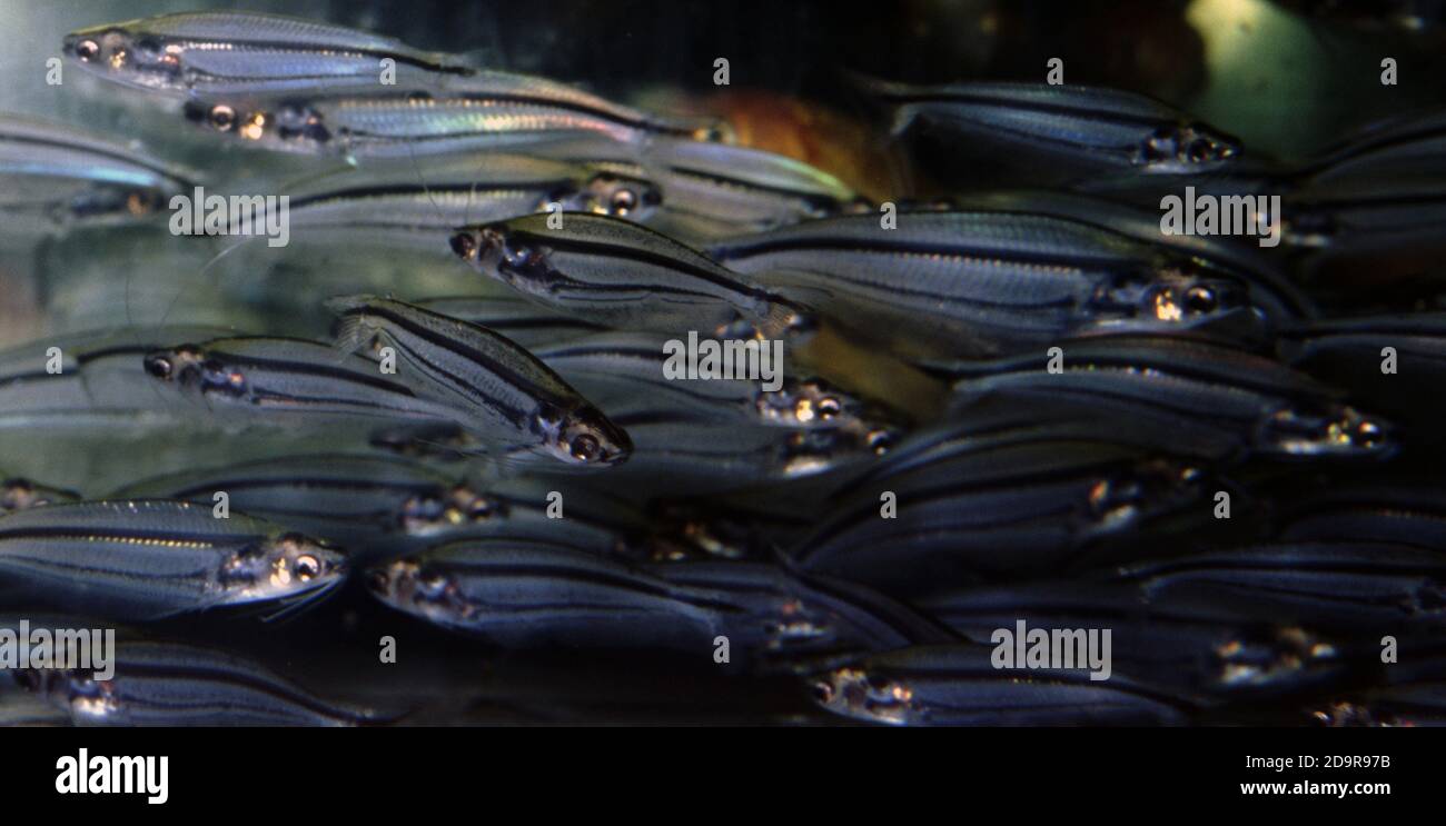 Swallow-tail glass catfish, Eutropiellus buffei Stock Photo