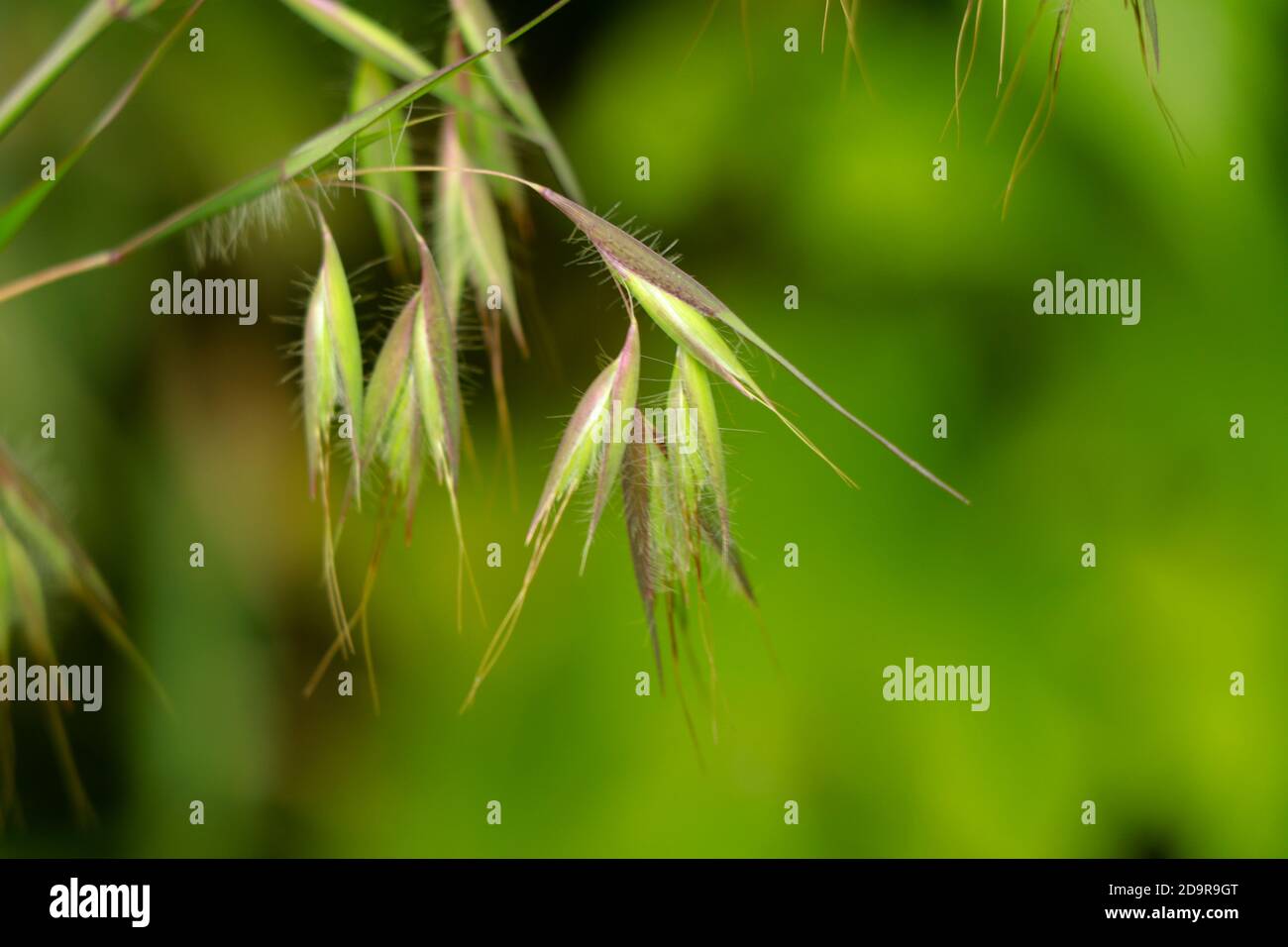 Wild Flowers From Kerala High Resolution Stock Photography and Images ...