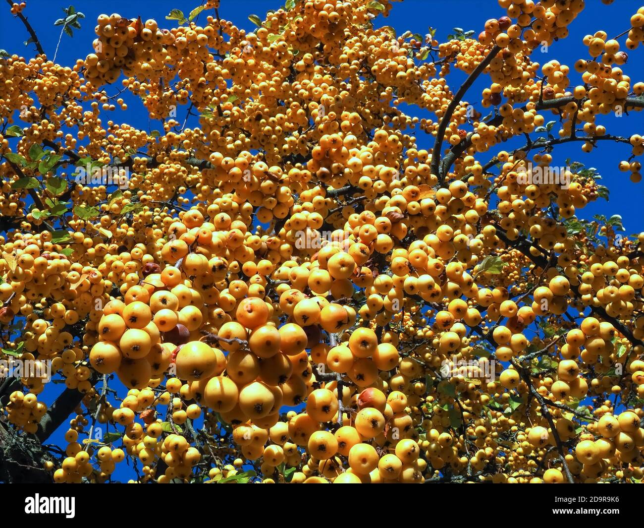 Ornamental golden shining apples hanging on an apple tree - edible Stock Photo