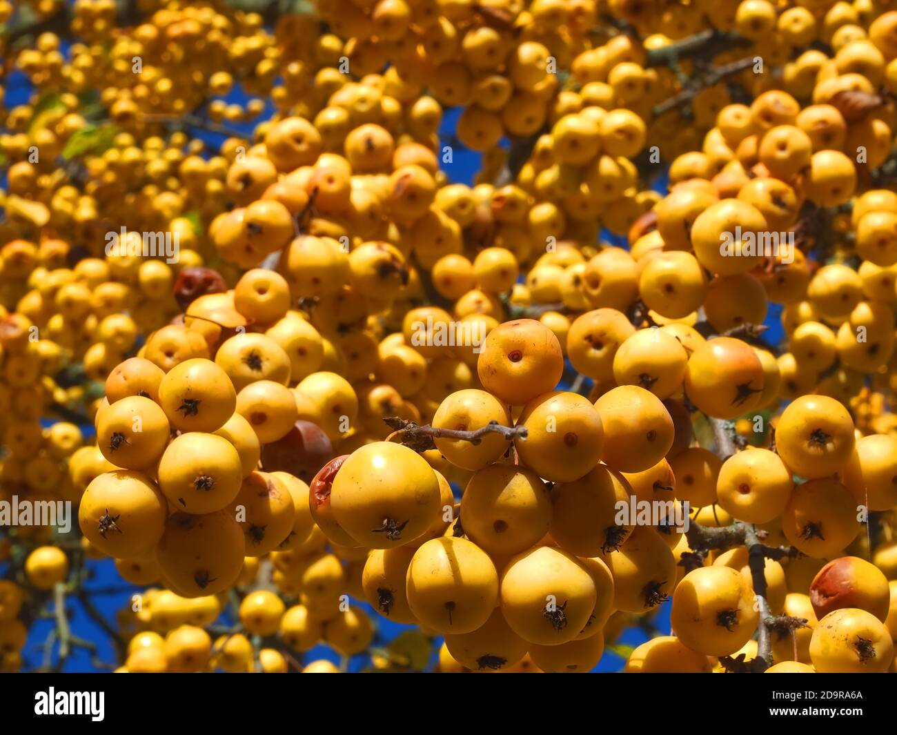 Ornamental golden shining apples hanging on an apple tree edible Stock Photo Alamy
