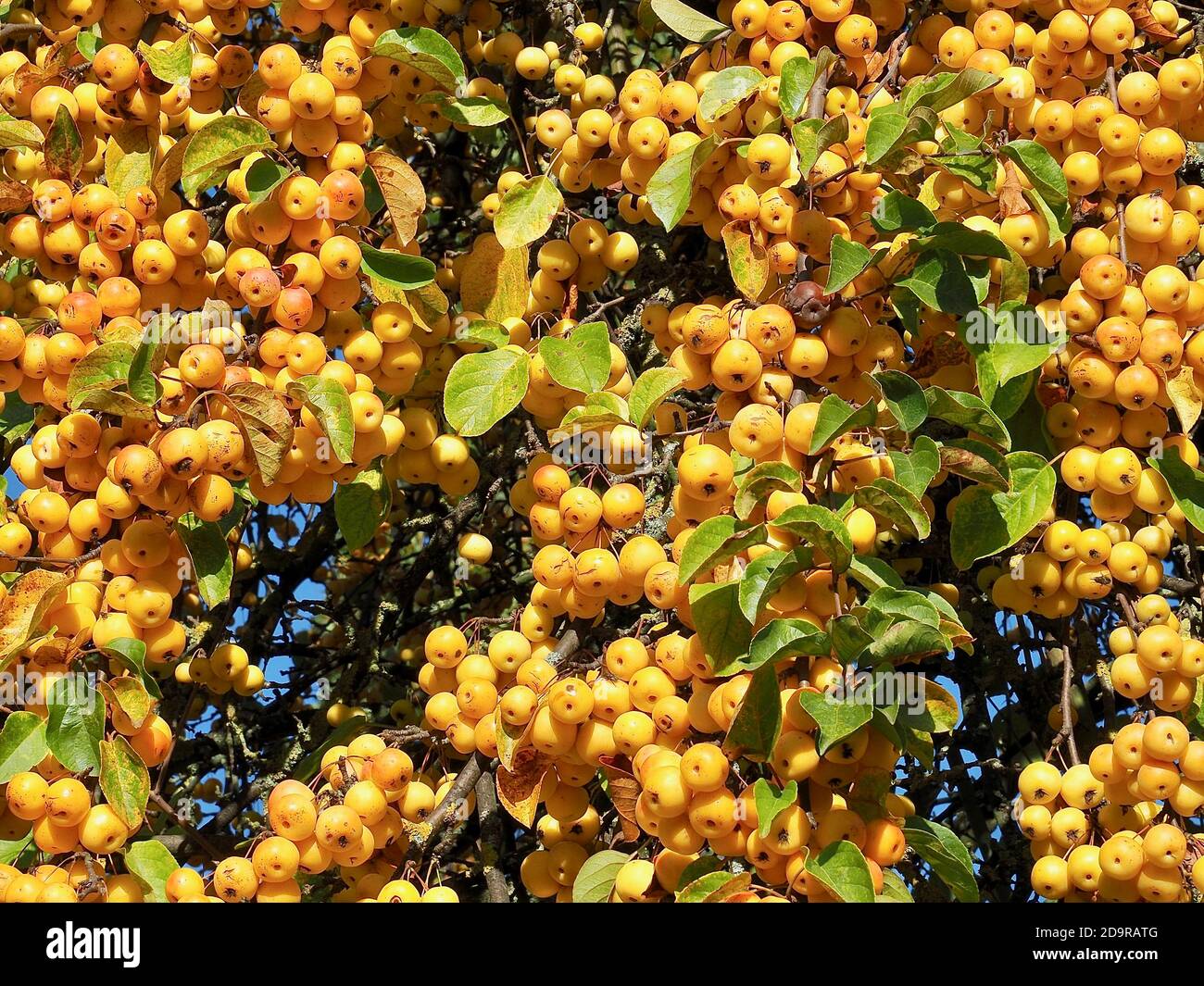 Ornamental golden shining apples hanging on an apple tree edible Stock Photo Alamy