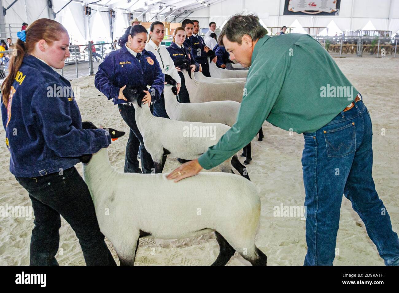 Miami Florida,Dade County Fair & Exposition,annual youth programs animal husbandry agricultural 4-H competition,teen teenage girl student holds holdin Stock Photo