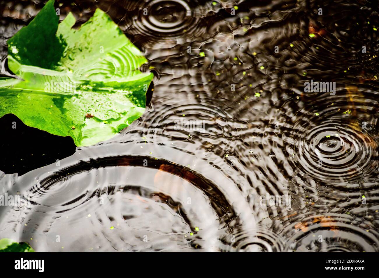 Ripple in water - a pond during a rainstorm in Shropshire, England Stock Photo