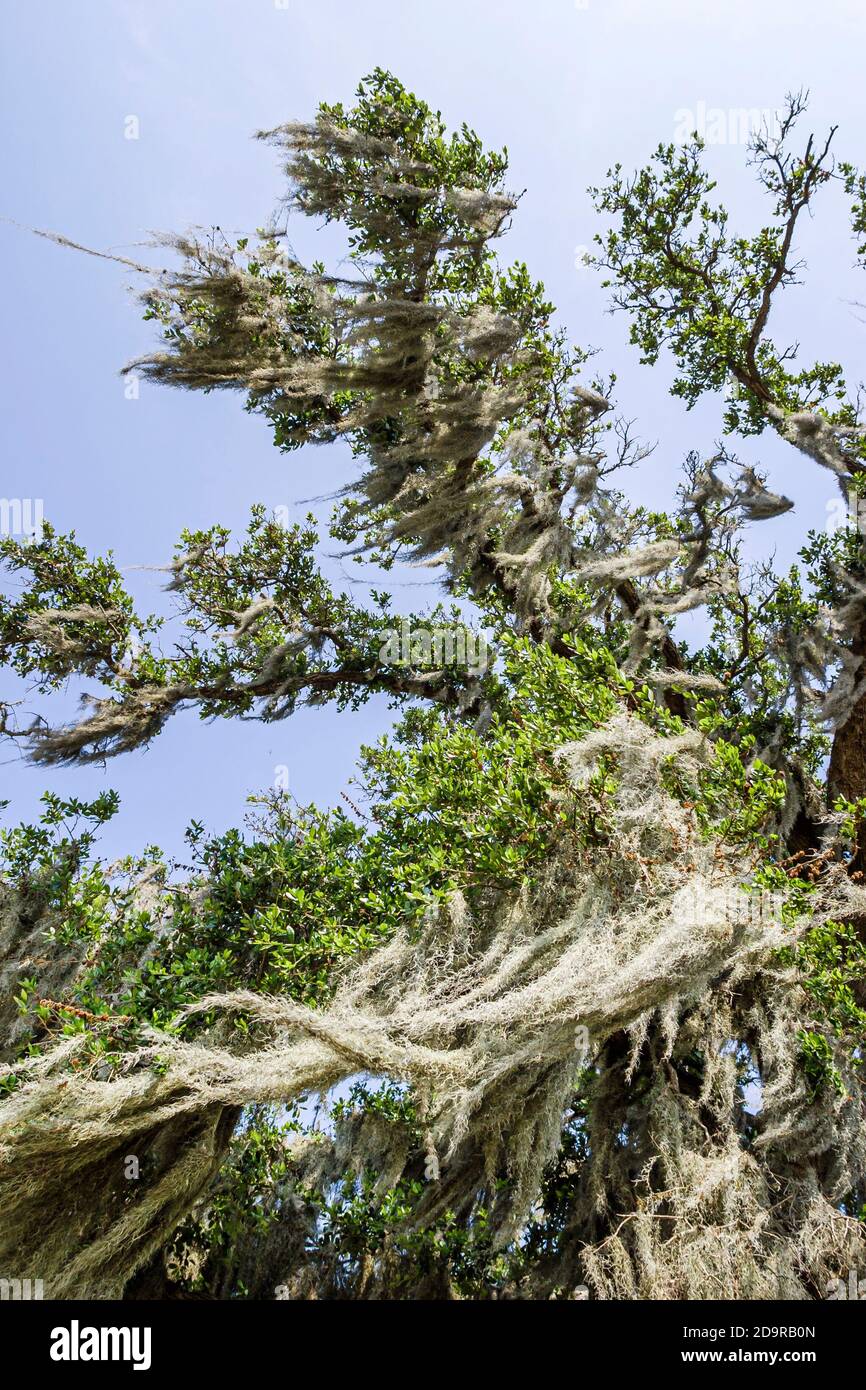 Louisiana Lake Pontchartrain Saint St. Tammany Parish Mandeville Lakeshore Drive, Spanish moss live oak tree looking up, Stock Photo