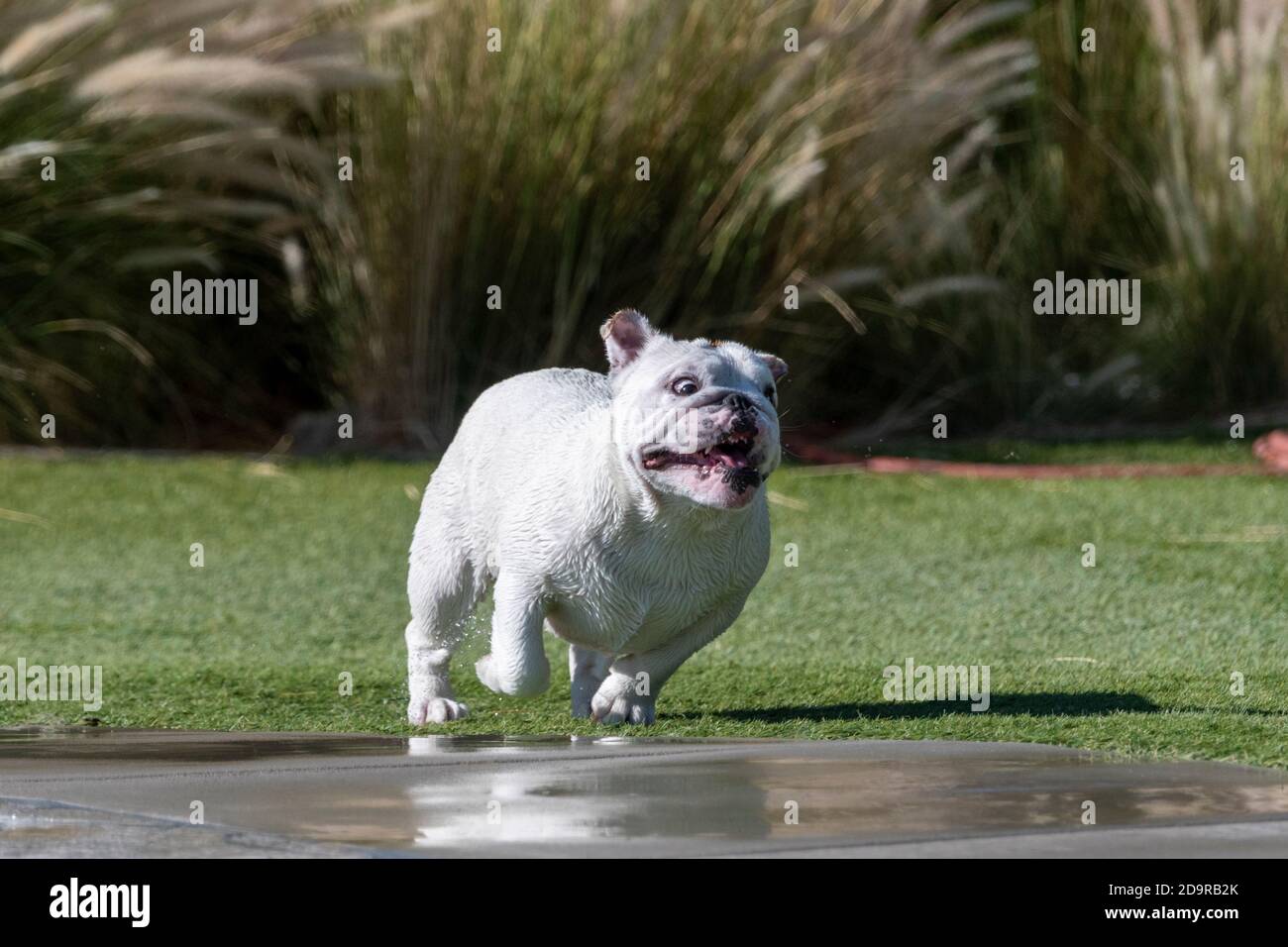A wet white English Bulldog running across the grass after getting out of a pool Stock Photo