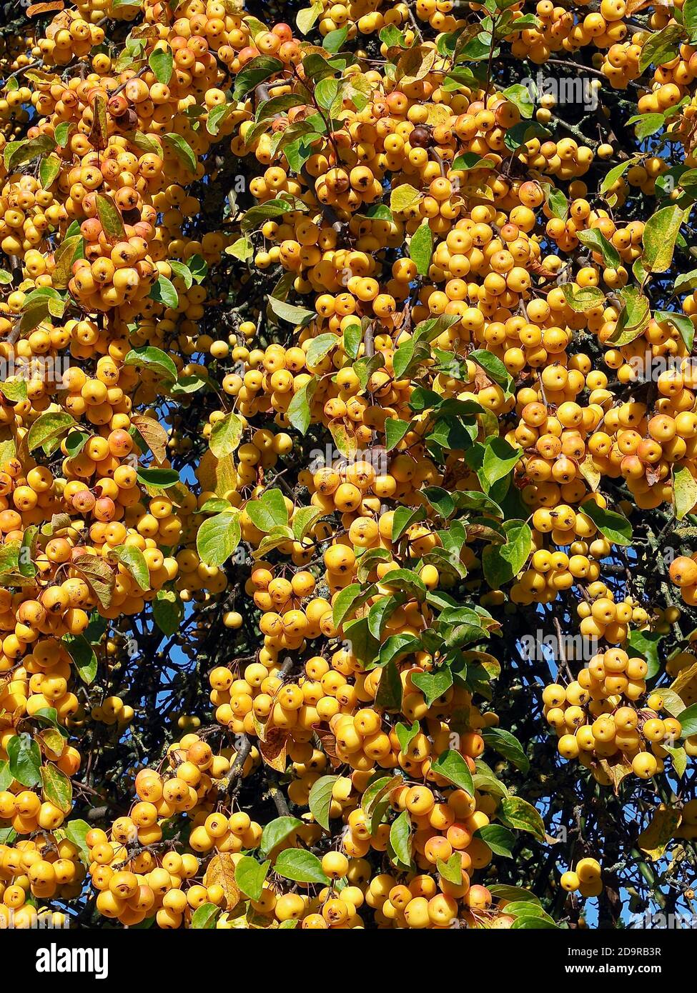 Ornamental golden shining apples hanging on an apple tree edible Stock Photo Alamy