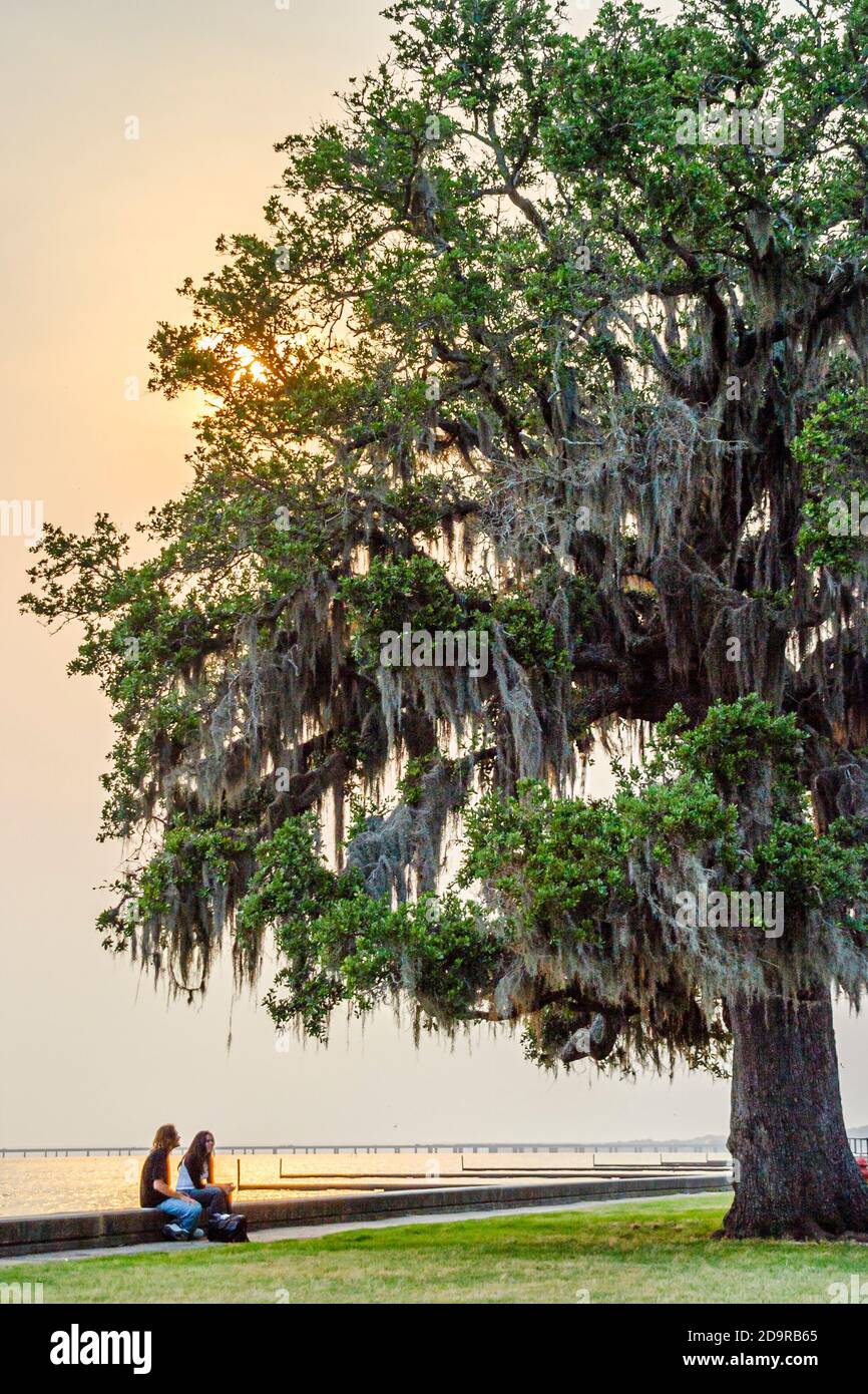 Louisiana Northshore,Mandeville,Lake Pontchartrain Lakeshore Drive couple man men male woman female,Spanish moss covered live oak tree, Stock Photo