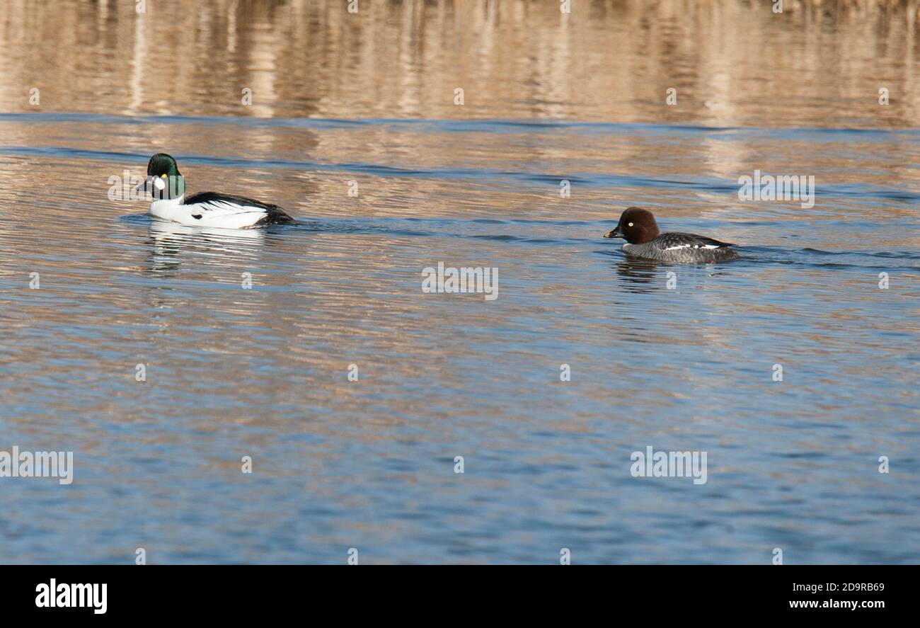 Bucephala clangula goldeneye hi-res stock photography and images - Alamy