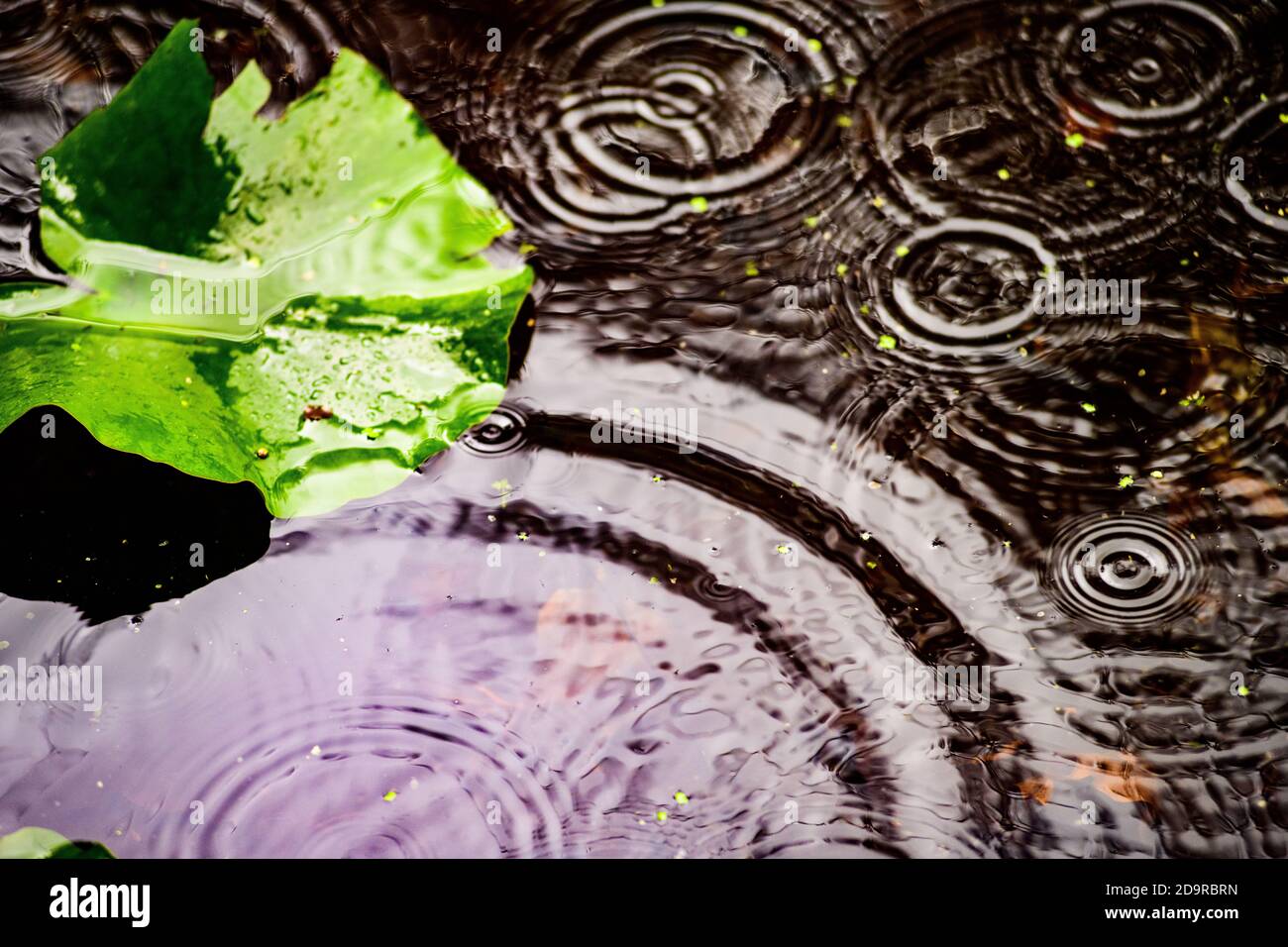 Ripple in water - a pond during a rainstorm in Shropshire, England Stock Photo