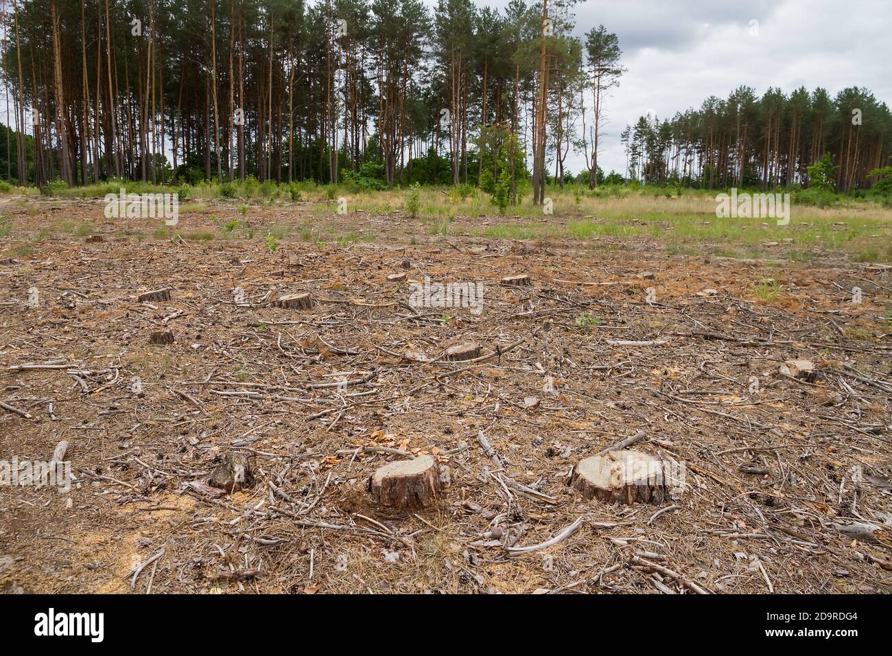 Felled plot in a pine forest. Stock Photo