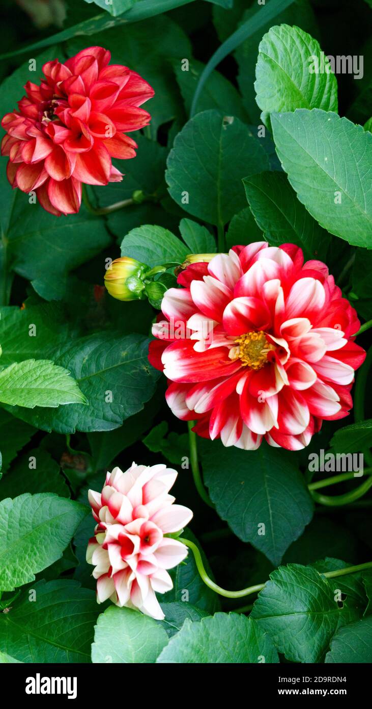 Bud of a red dahlia with white tips in the garden Stock Photo