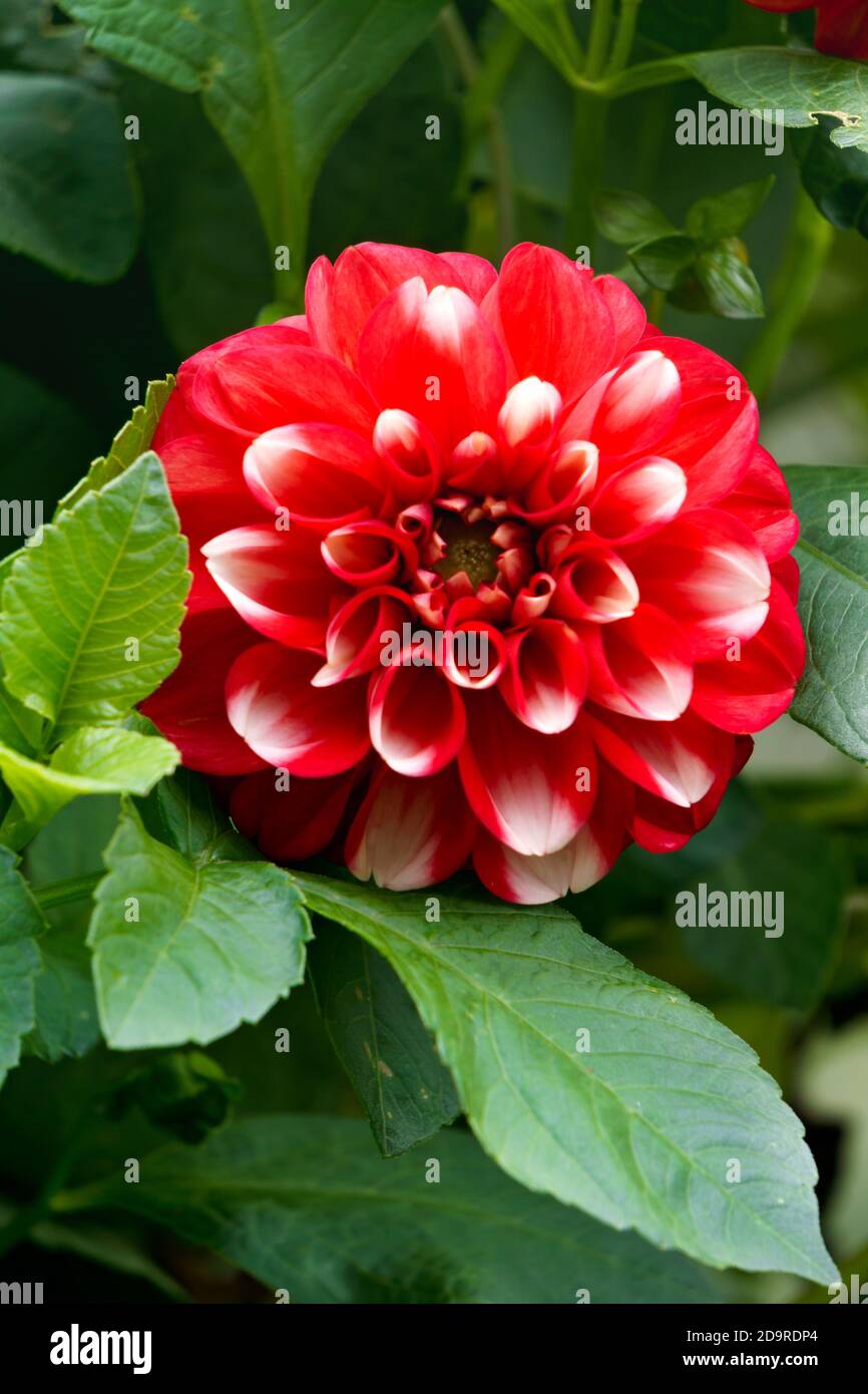 Bud of a red dahlia with white tips in the garden Stock Photo