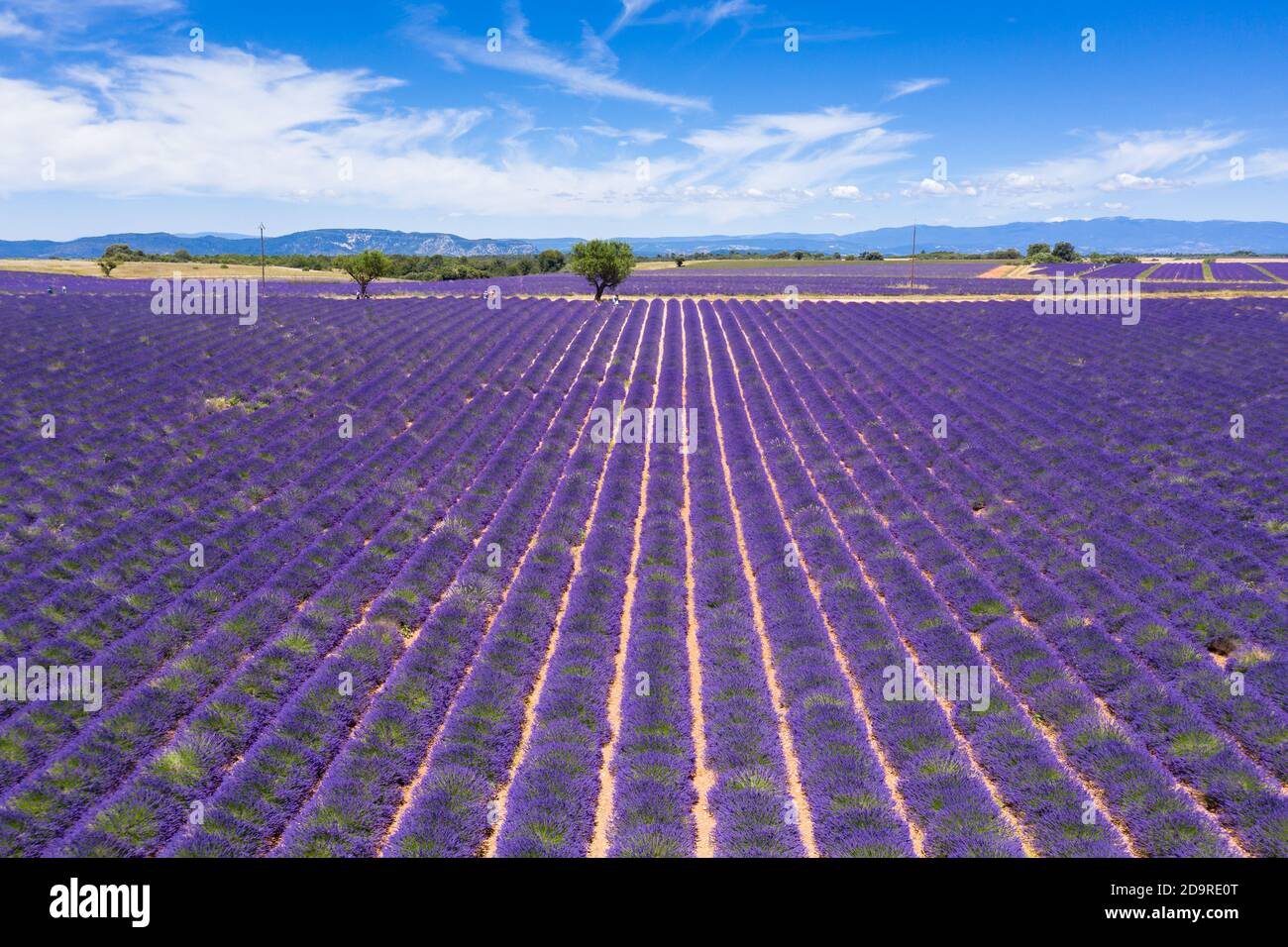 Aerial View Of Lavender Fields In Valensole France Hi res Stock Aerial View Of Lavender Fields In Valensole France Hi res Stock
