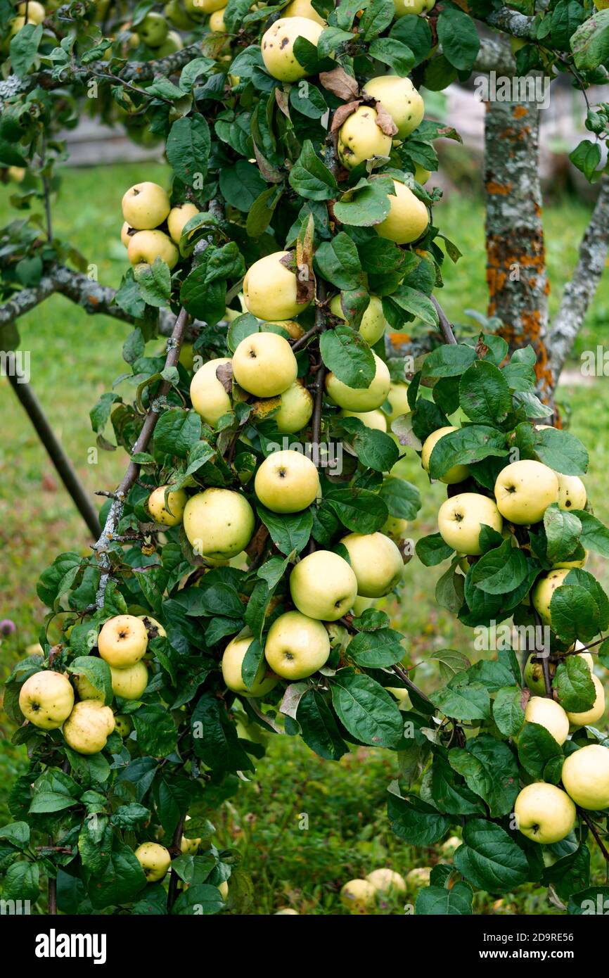 Fresh yellow apples on the branches in the garden Stock Photo - Alamy