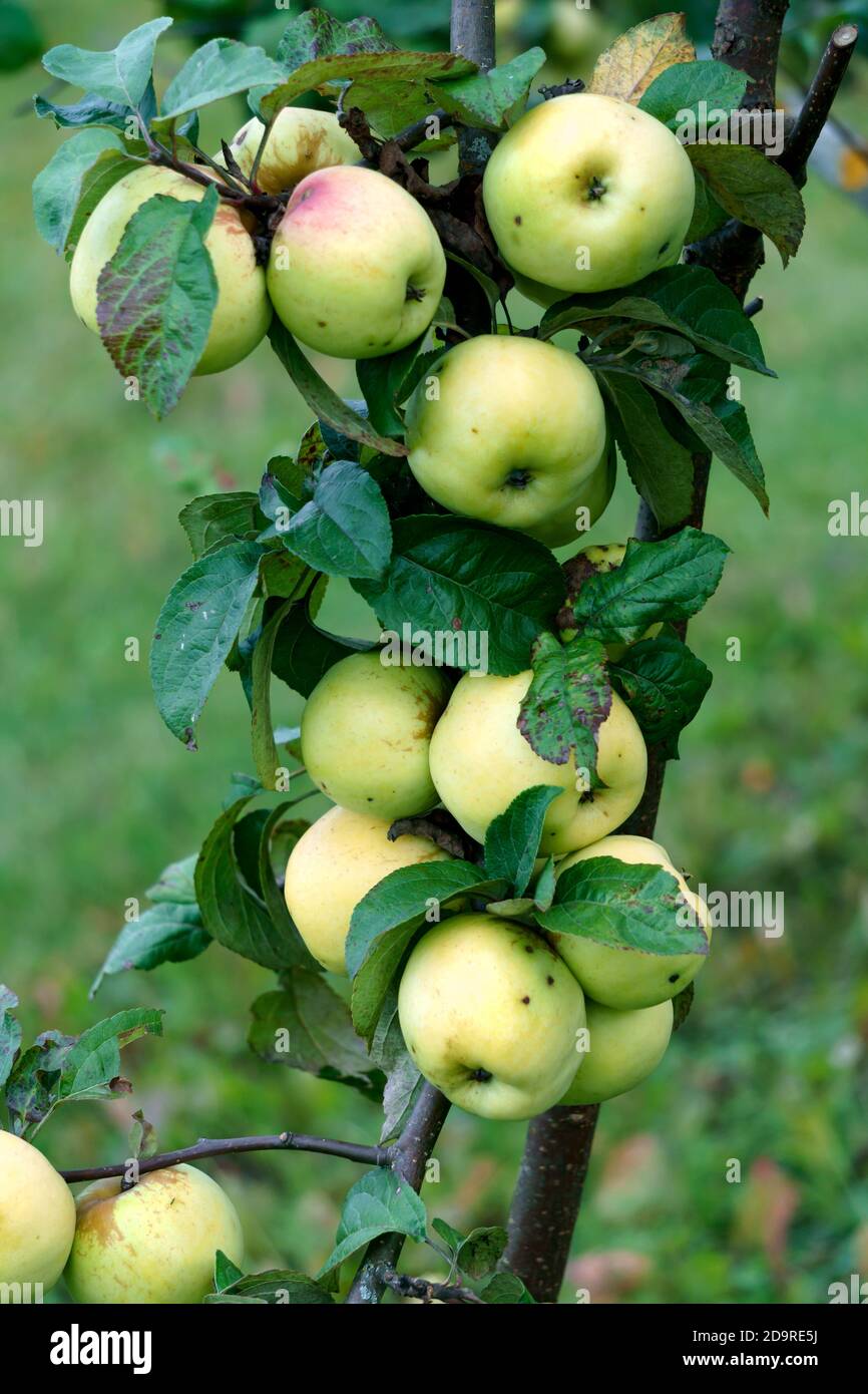 Fresh yellow apples on the branches in the garden Stock Photo - Alamy