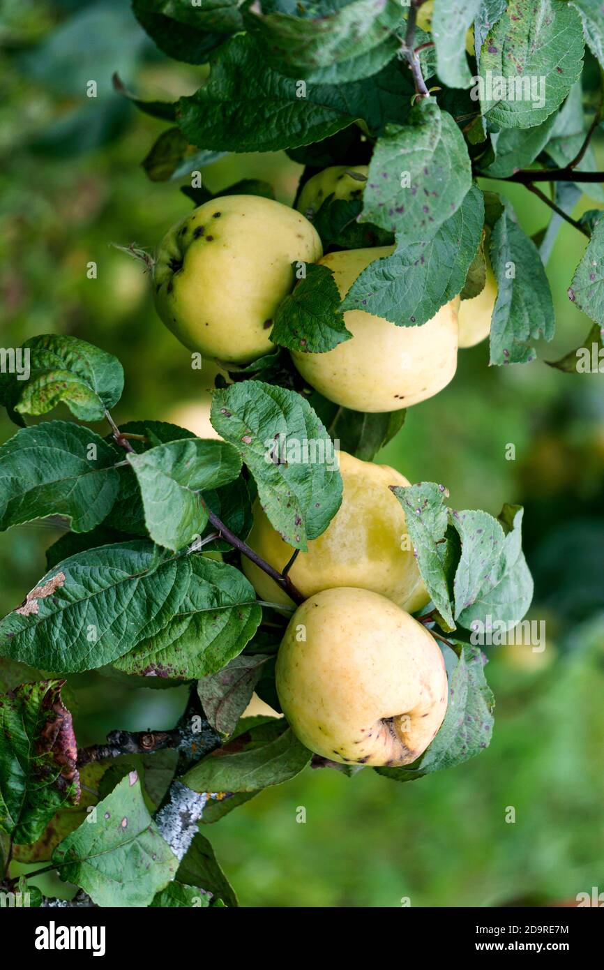 Fresh yellow apples on the branches in the garden Stock Photo - Alamy