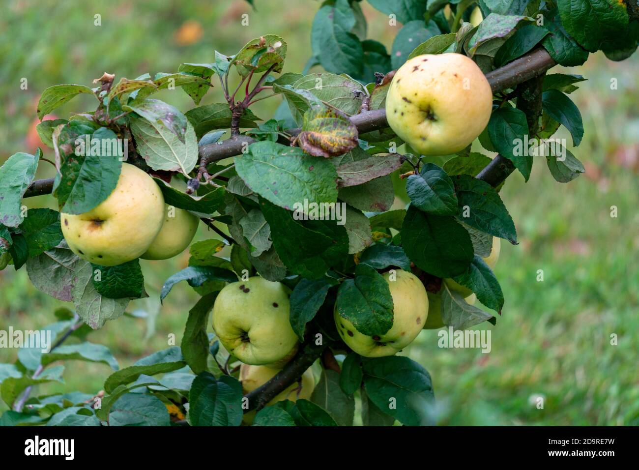 Fresh yellow apples on the branches in the garden Stock Photo - Alamy