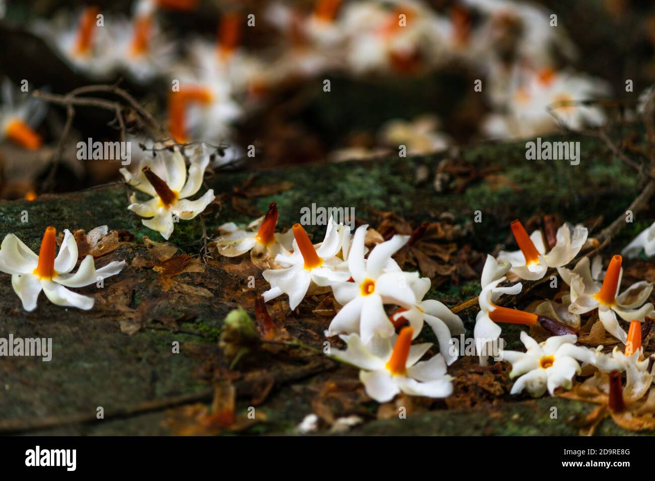 shiuli or night-flowering jasmine on a autumn morning Stock Photo