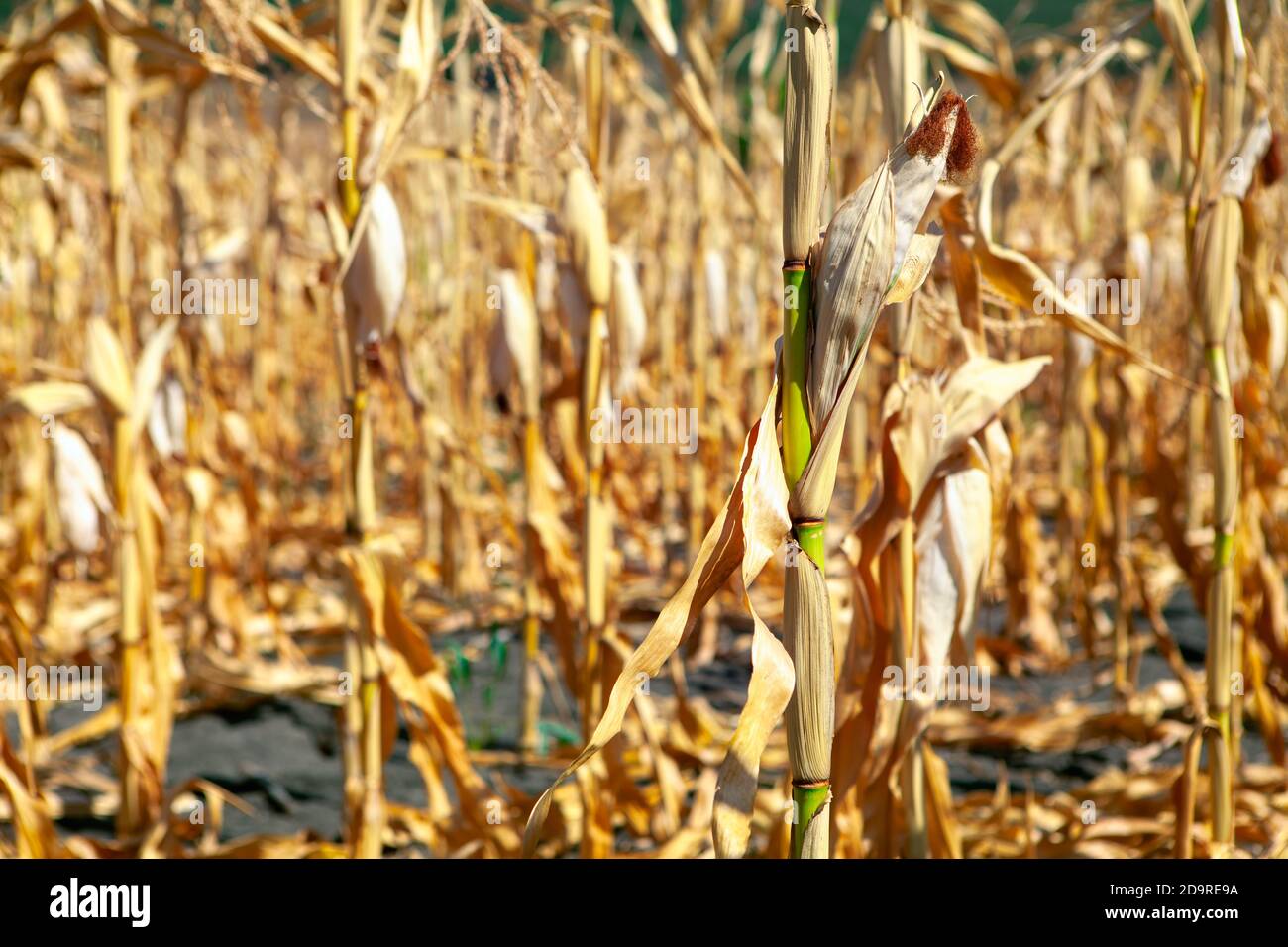 Corn field with dry plants in autumn Stock Photo - Alamy