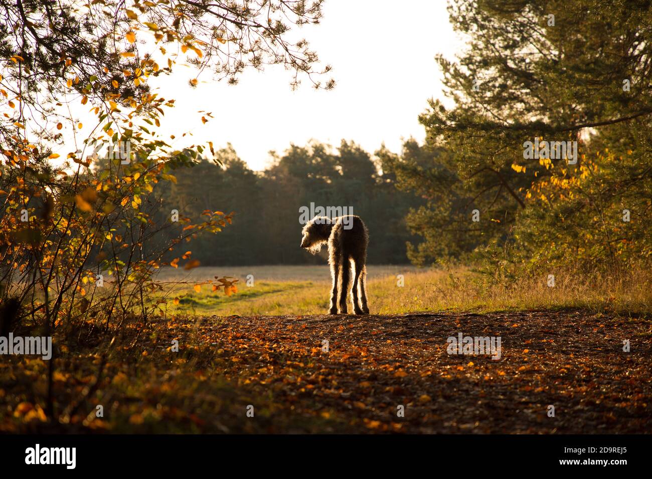 scottish deerhound in the sunrise Stock Photo