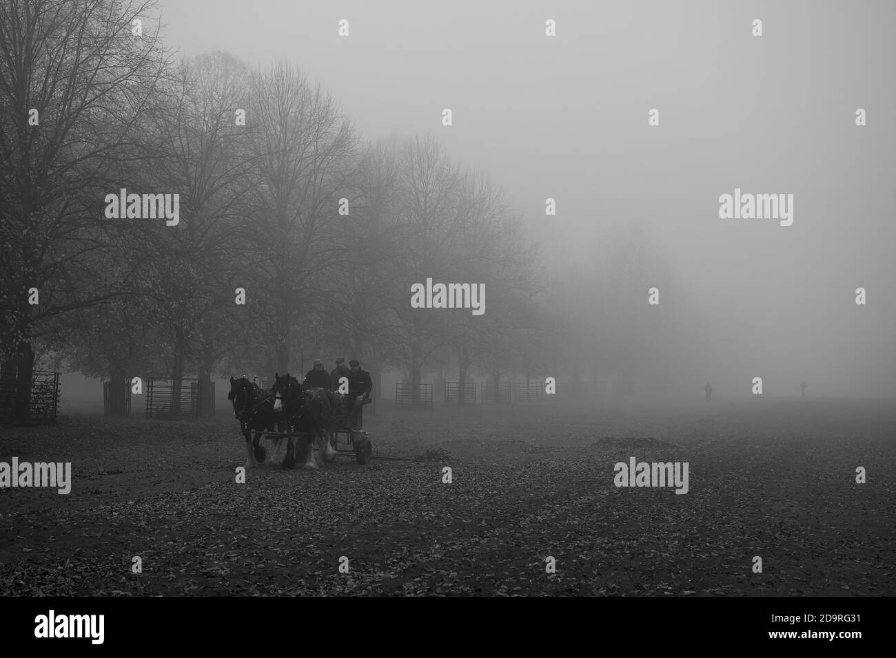 Two shire horses and three men gathering leaves in Bushy Park on a