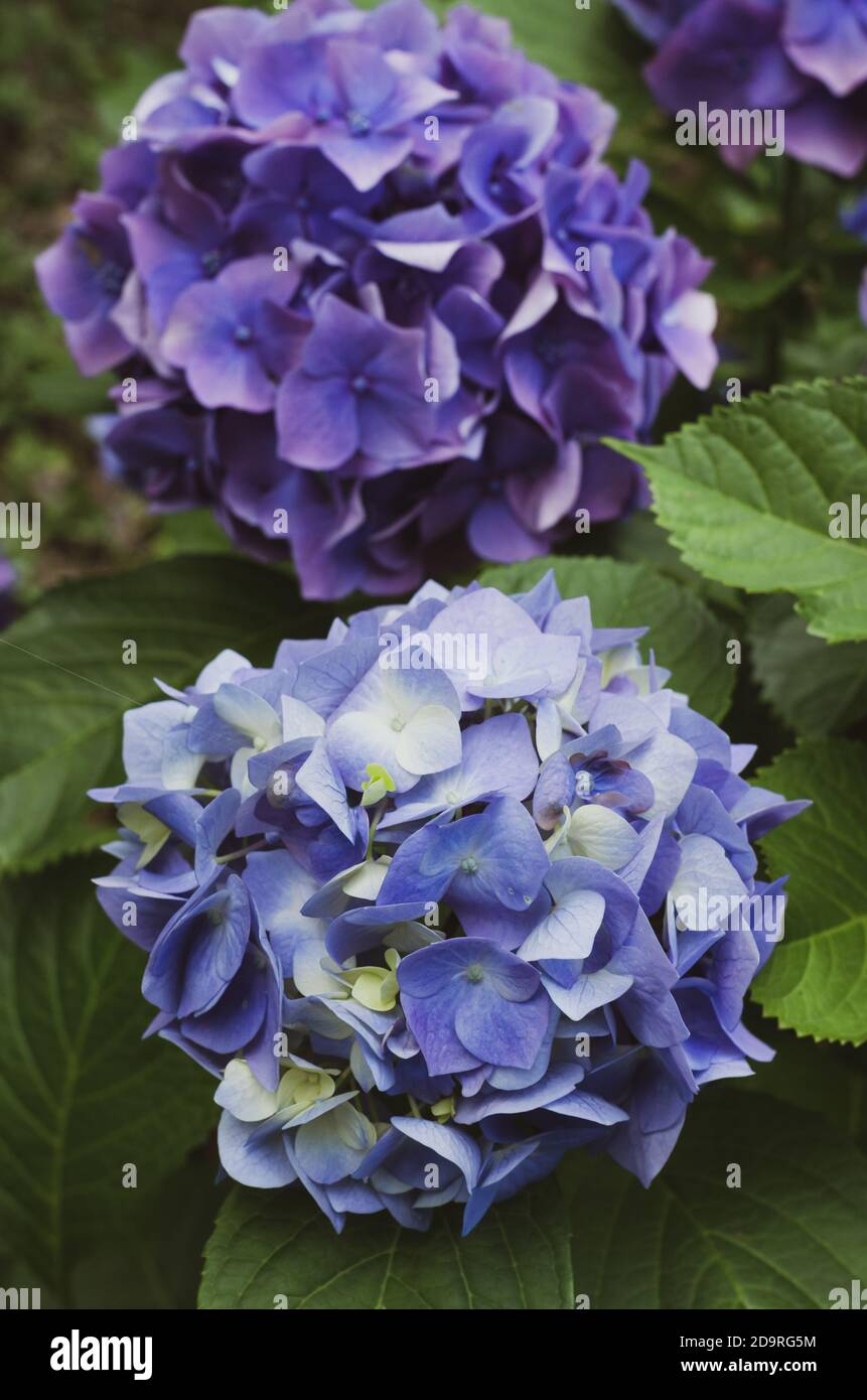 Vertical selective closeup shot hi-res stock photography and images - Alamy