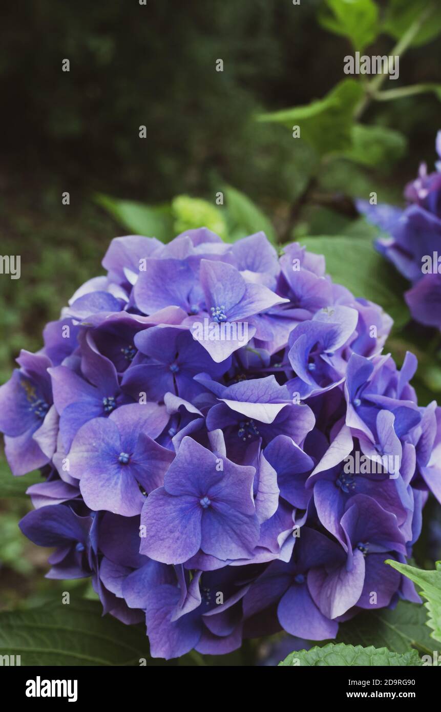 Selective focus vertical shot hi-res stock photography and images - Alamy
