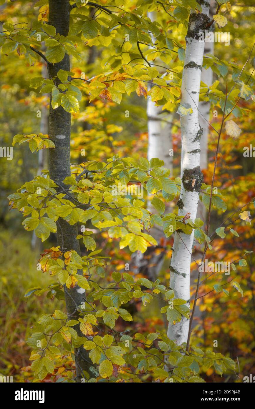 Contrast between white, silver, birch tree and a dark tree trunk surrounded by golden, autumn colored leaves on a misty moring Stock Photo