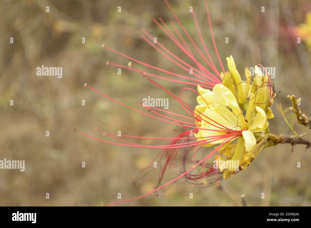 Yellow flower with long red stamens of Caesalpinia gilliesii Stock Photo