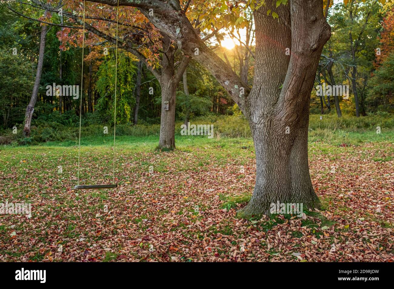 A backyard swing hanging from an ash tree Stock Photo