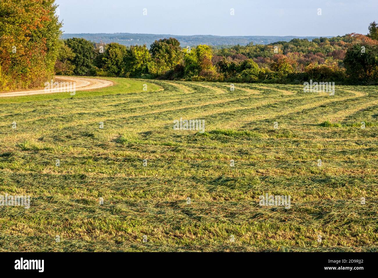 Recently cut hay drying in the field in the early fall Stock Photo