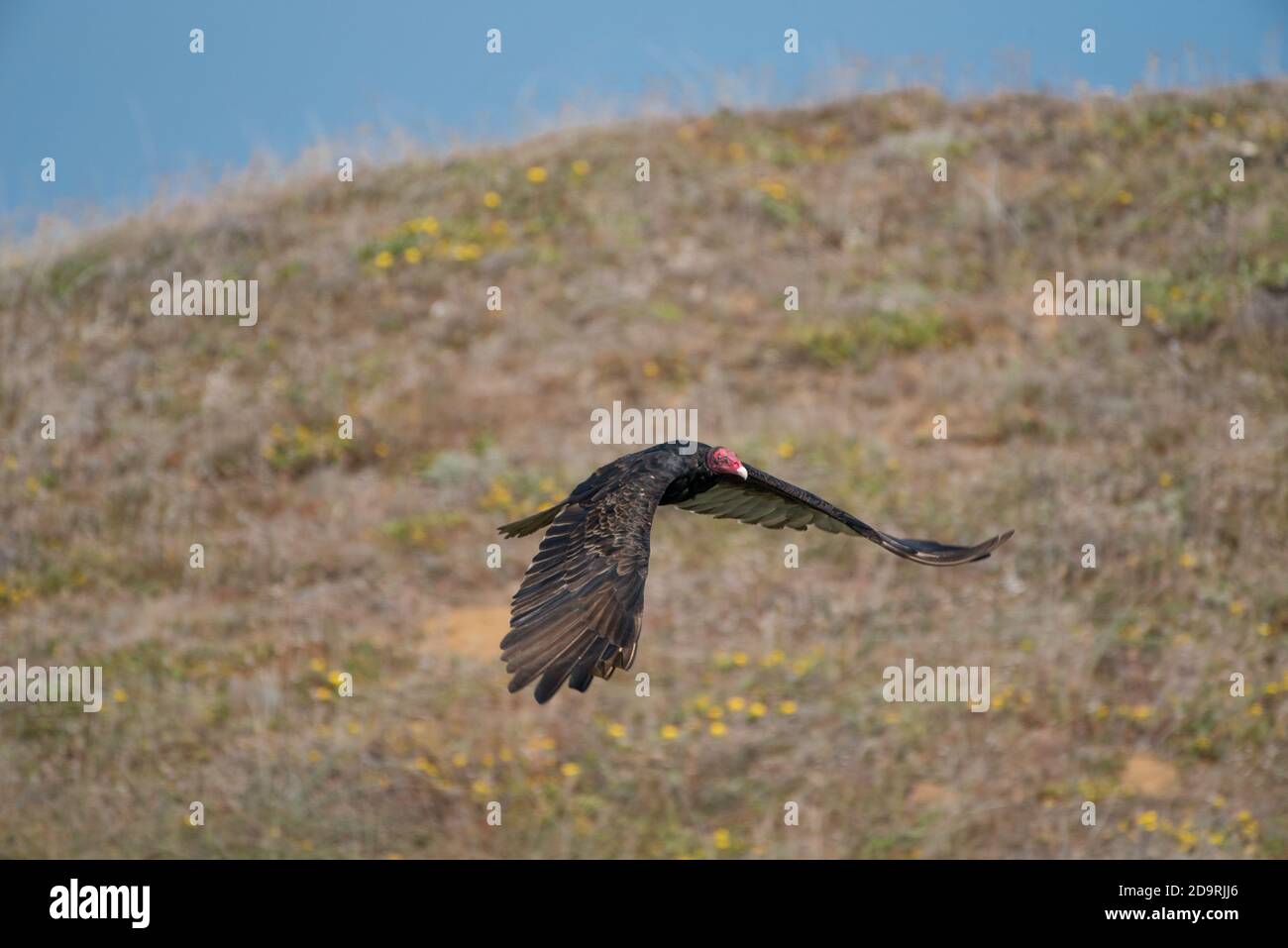 Turkey Vulture Flying along Hillside Stock Photo