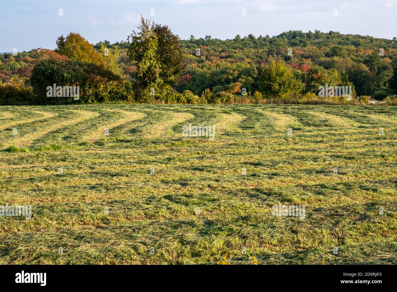 Recently cut hay drying in the field in the early fall Stock Photo