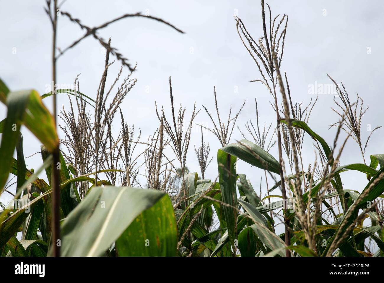 Green Maize Corn Field Plantation In Summer Stock Photo Alamy