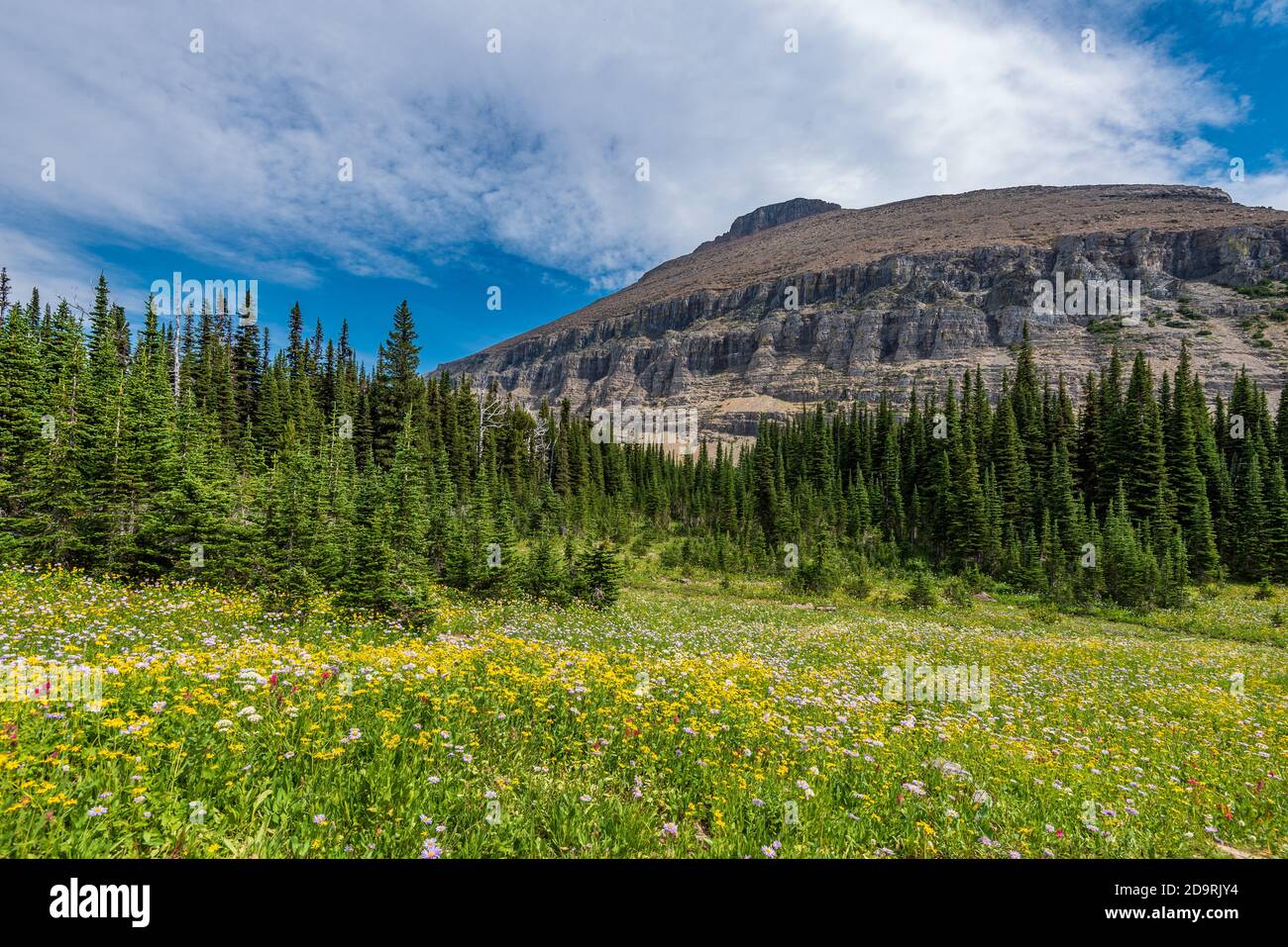View of Rugged Mountain and Lush Meadow in Glacier National Park in Montana Stock Photo