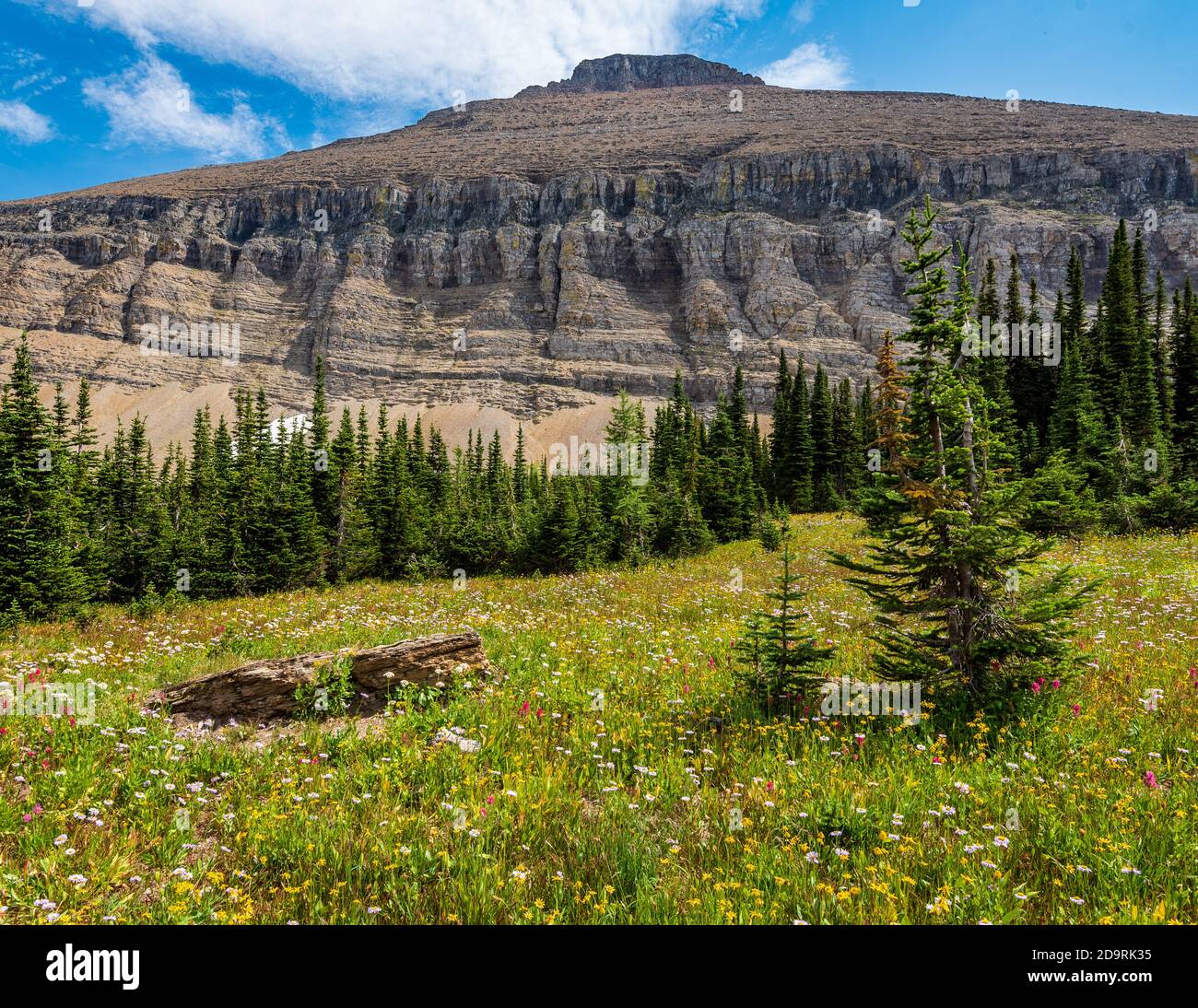 View of Rugged Mountain and Lush Meadow in Glacier National Park in Montana Stock Photo