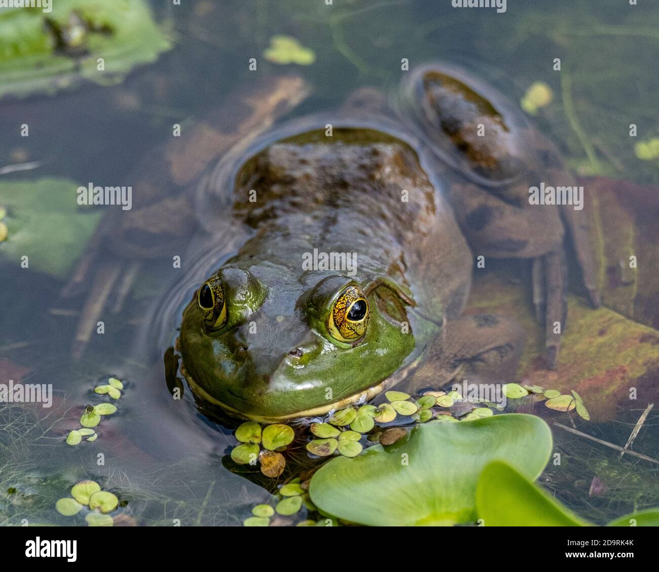 A green frog in a small pond Stock Photo