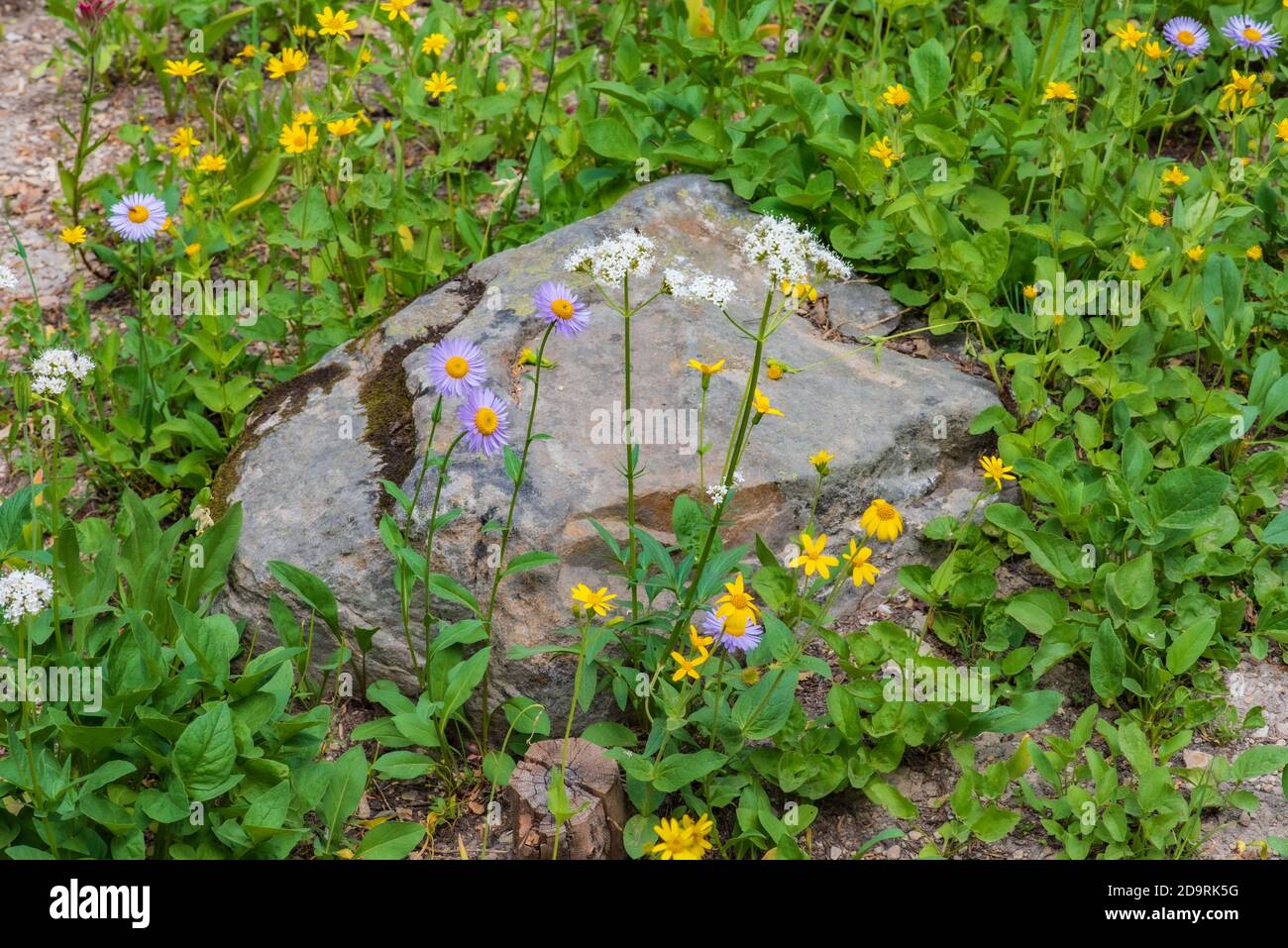 Wildflowers and a Rock in the Mountains Stock Photo