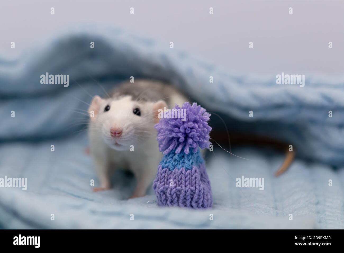 A cute little rat sits in a soft knitted blanket. The rodent is wearing a  beautiful blue hat with a pompom. Close-up portrait of an animal Stock  Photo - Alamy