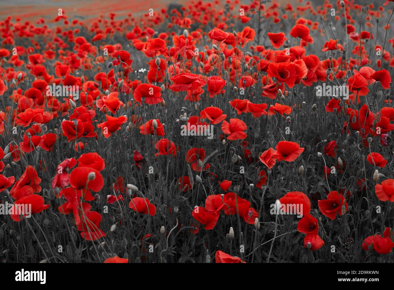 Red poppies flowers field for Remembrance day Stock Photo - Alamy