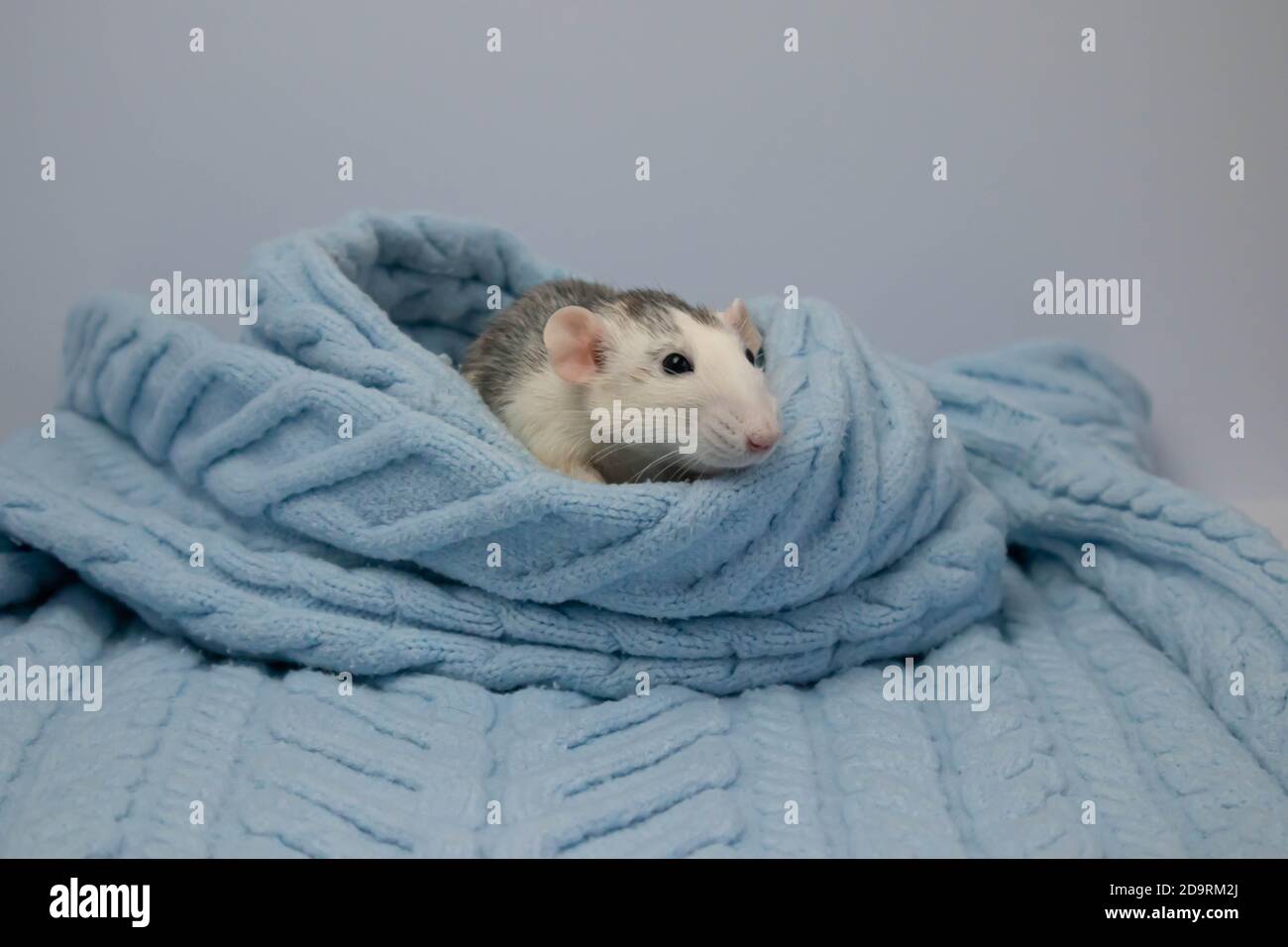 A cute little rat sits in a soft knitted blue blanket. Closeup