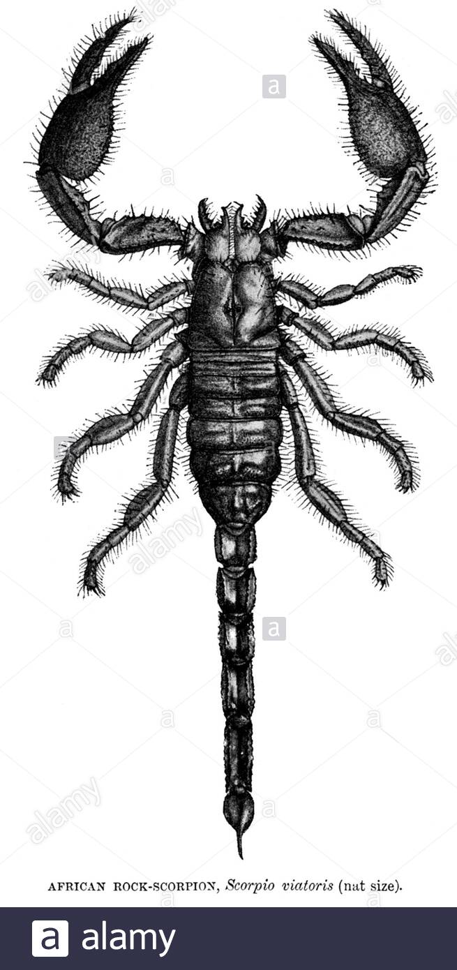 African Rock Scorpion, vintage illustration from 1896 Stock Photo