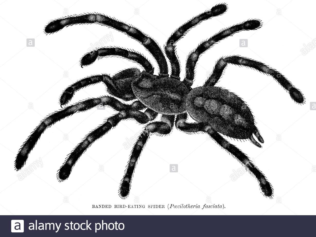 Banded Bird Eating Spider, vintage illustration from 1896 Stock Photo