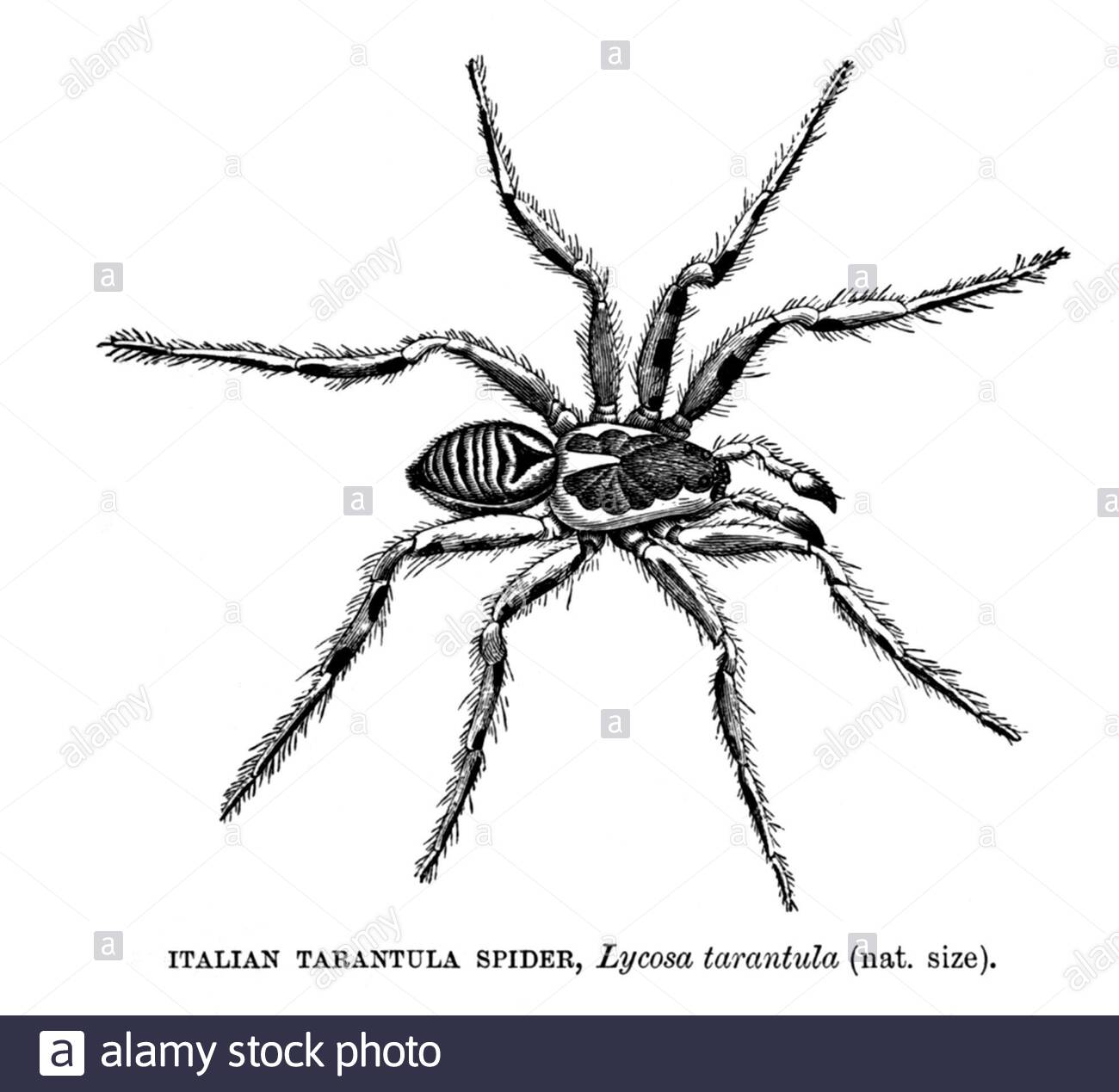 Italian Tarantula Spider, vintage illustration from 1896 Stock Photo